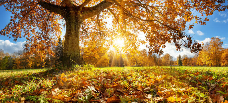 Herbst im Hunsrück