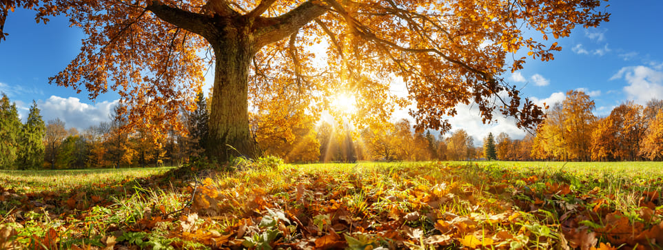 Herbst im Hunsrück – Goldene Jahreszeit in bunten Landschaften